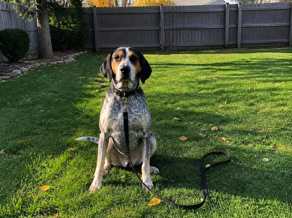 Hound mix running a recall drill on a long training line during a personalized dog training session in a fenced backyard